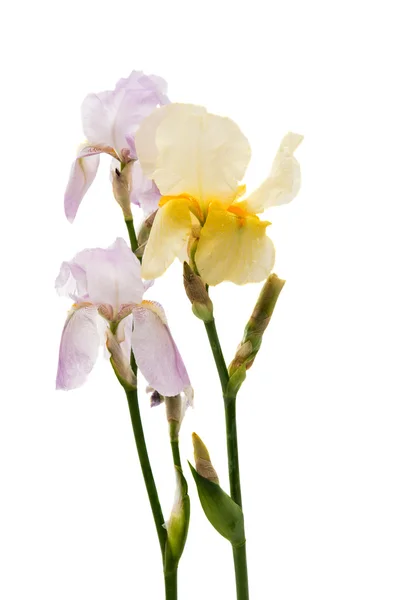 Iris, samostatný letní — Stock fotografie