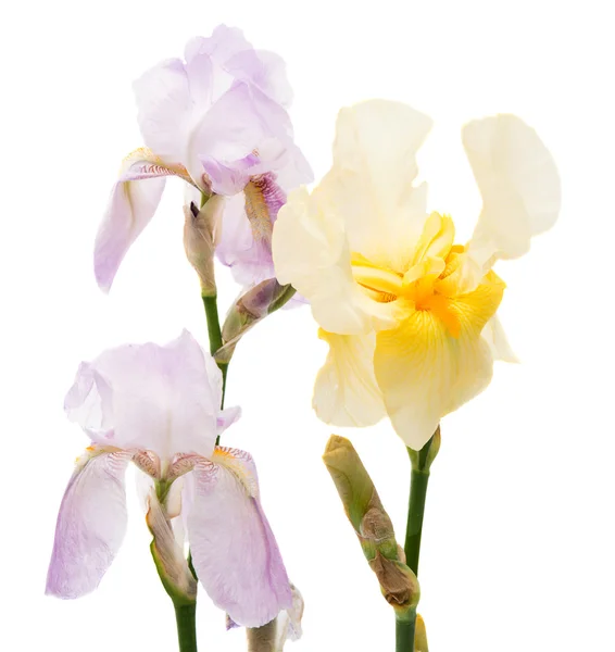 Iris aislado verano —  Fotos de Stock