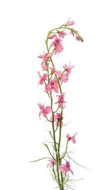 kır çiçekleri izole