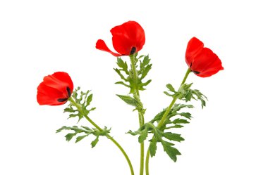 izole kırmızı gelincik