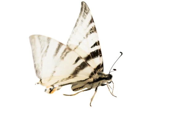 Papillon mouche isolée — Photo