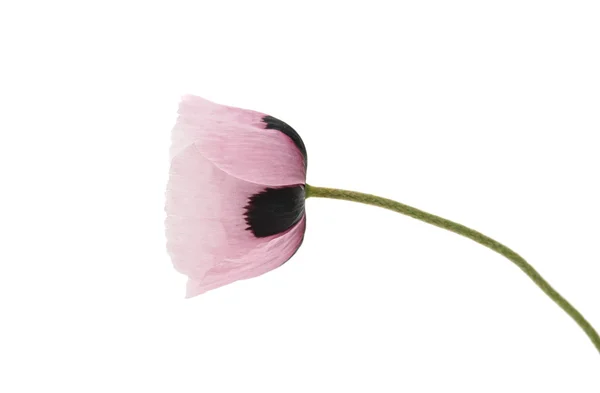 Purple poppy flores — Stock Photo, Image