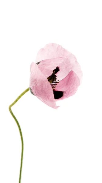Purple poppy bouquet — Stock Photo, Image