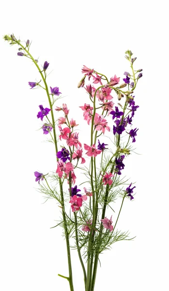 ทุ่งหญ้าของดอกไม้สีชมพู — ภาพถ่ายสต็อก