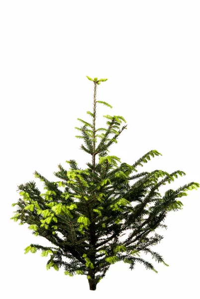 Spruce isolated christmas — Stock Photo, Image