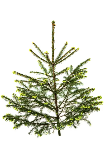 Spruce isolated christmas — Stock Photo, Image