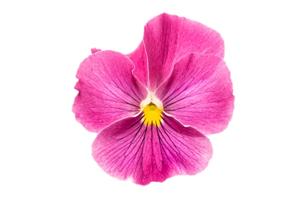Styvmorsviol botanik färg — Stockfoto