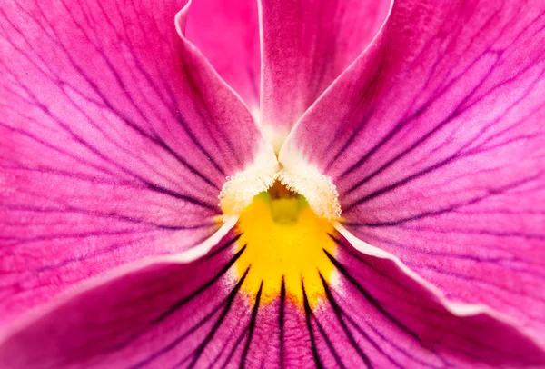 Viooltje (Viola tricolor) fijne bloemen — Stockfoto