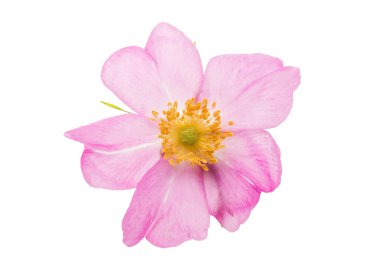 izole yabani gül çiçek 