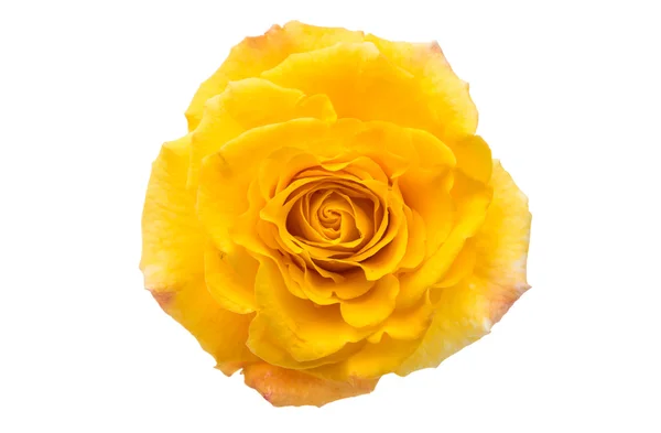 Rose jaune isolée — Photo