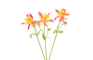 Kırmızı ve sarı Columbines 