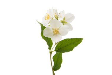 Yasemin çiçeği izole