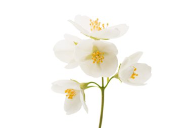 Yasemin çiçeği izole