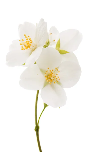 Жасминовый цветок изолирован — стоковое фото