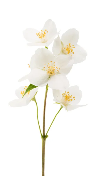 Jasmine flower geïsoleerd — Stockfoto