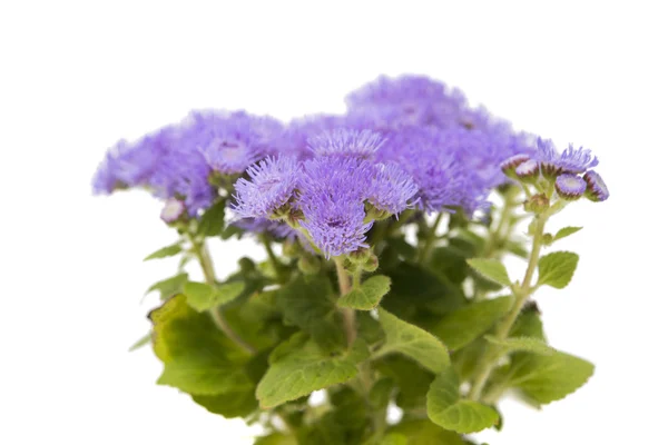 Ageratum niebieskie kwiaty na białym tle — Zdjęcie stockowe