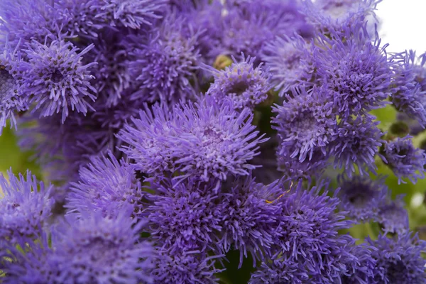 Blue ageratum flowers isolated — Stock Photo, Image