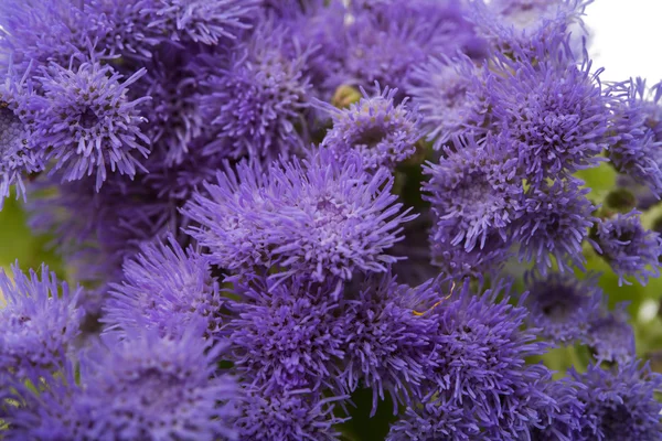 Blauer Ageratum blüht isoliert — Stockfoto