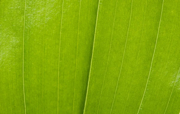 Zielony liść tekstury zbliżenie — Zdjęcie stockowe