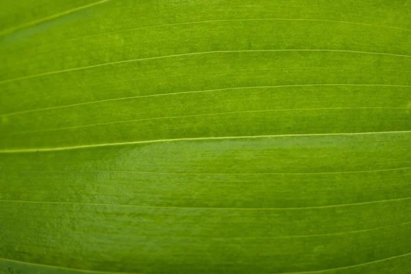 Textura folha verde close-up — Fotografia de Stock