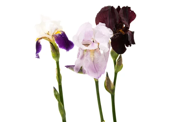 Iris fleurs isolées — Photo