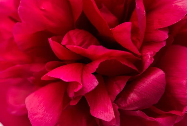 Texture red peony close up — Stock Photo, Image