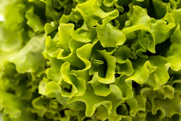 Taze yeşil marul salatası arka planı — Stok fotoğraf
