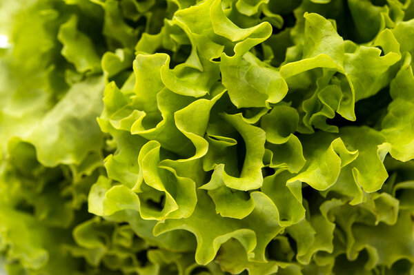 Fresh green Lettuce salad background