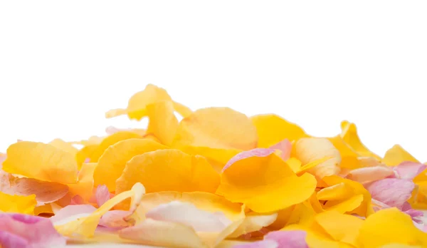 Petali di rosa gialli — Foto Stock