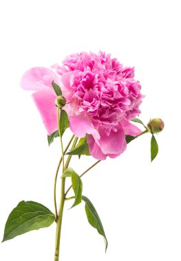 pembe Şakayık izole 