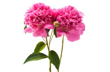 pembe Şakayık izole 