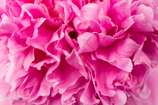 Closeup of beautiful pink peony. — Stock Photo, Image