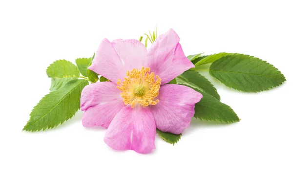 Wild rose bloem geïsoleerd — Stockfoto