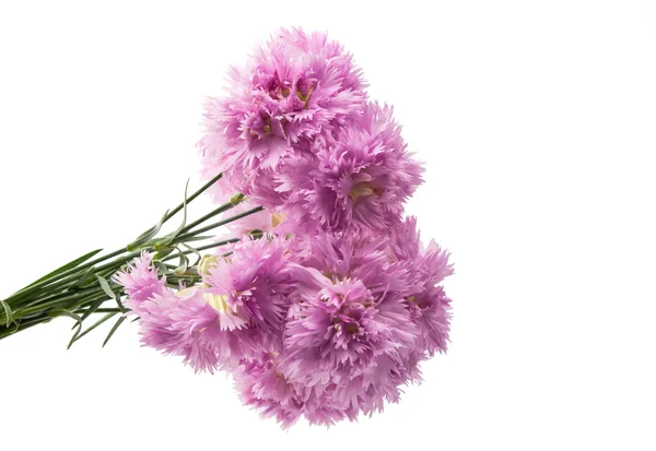 Purple carnation isolated — Stock Photo, Image