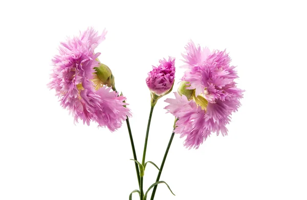 Purple carnation isolated — Stock Photo, Image