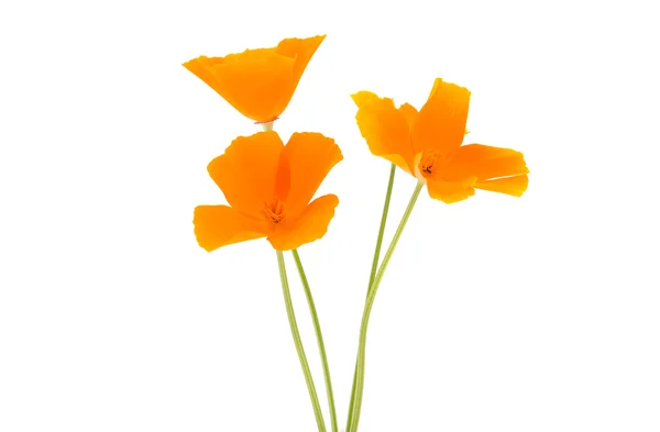 Eschscholzia californica fiore — Foto Stock