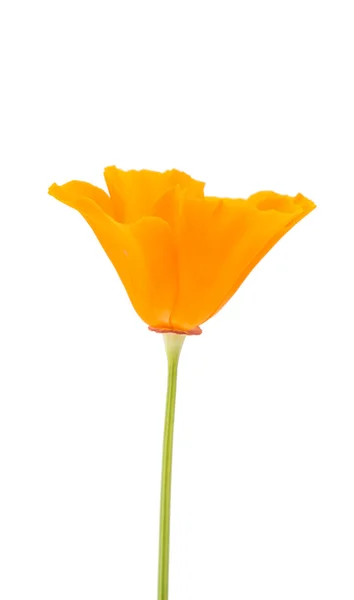Eschscholzia californica květ — Stock fotografie