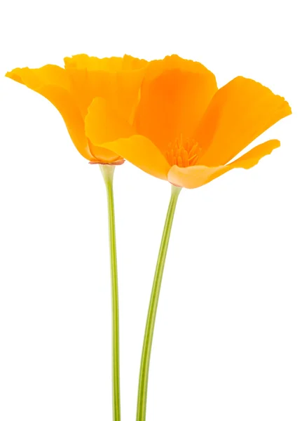 Eschscholzia californica květ — Stock fotografie