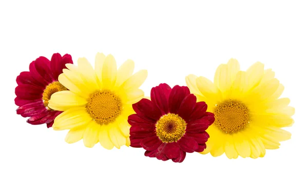절연 카밀레 꽃 — 스톡 사진