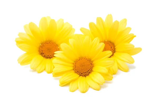 Camomile flowers isolated — Stock Photo, Image
