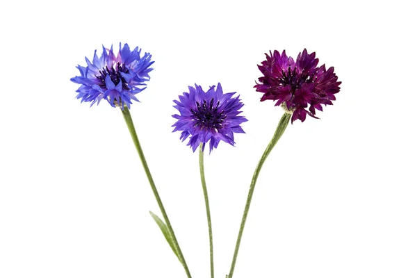 Flower cornflower isolated — Stock Photo, Image