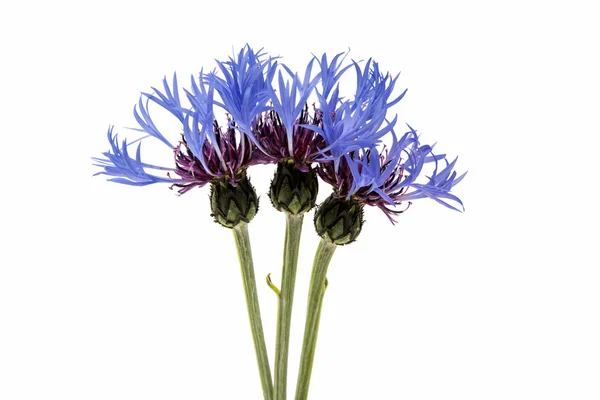 Flower cornflower isolated — Stock Photo, Image