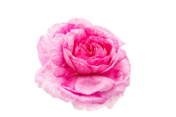 Flower pink rose isolated — Stock Photo, Image