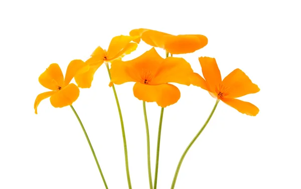 Eschscholzia californica flower — Stock Photo, Image