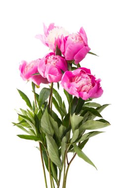 pembe Şakayık izole 