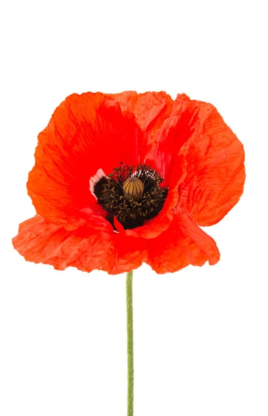 Red poppy flower isolated — Stock Photo, Image