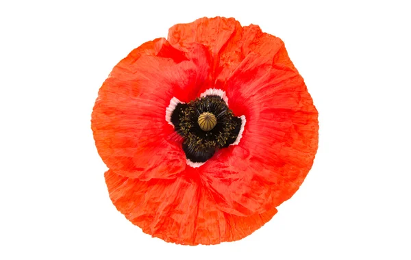 Red poppy flower isolated — Stock Photo, Image