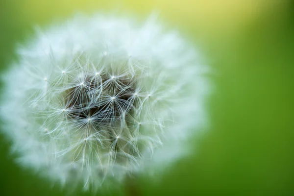 Dandelion growing in a meadow close-up — Stock Photo, Image