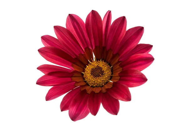 Beautiful gazania isolated — Stock Photo, Image