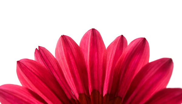 Bela gazania isolado — Fotografia de Stock